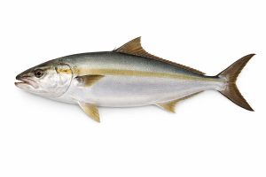 Amberjack