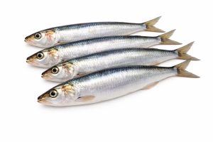 Atlantic Sardines