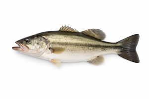 Bass