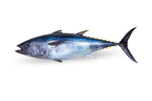 Bluefin