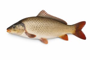 Carp