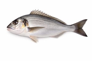 Gilt-Head Sea Bream