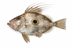 John Dory