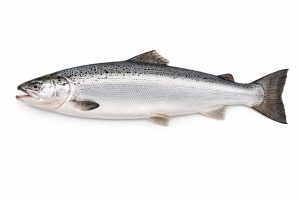 Salmon