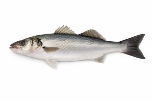 Sea Bass