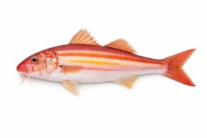 Striped Red Mullet