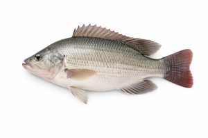 Tilapia