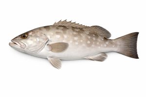 White Grouper