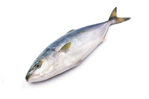 Yellowtail