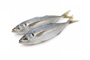 Horse Mackerel